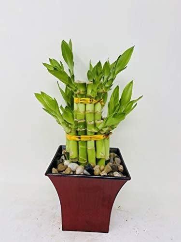 lucky bamboo amazon|More.